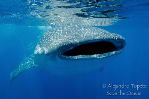 Whaleshark with Scar, Isla Contoy Mexico by Alejandro Topete 